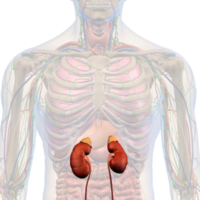adrenals and allergies functional nutrition resources tulsa oklahoma adrenals and allergies functional nutrition resources tulsa oklahoma